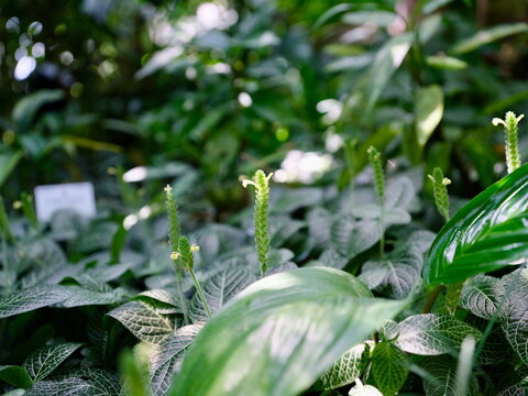 Bright style of nerve plant flower spikes with soft bokeh in Munich Germany greenhouse for marketing background