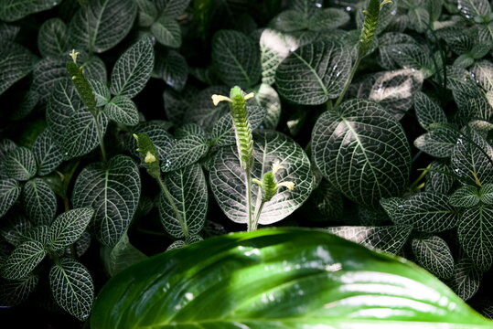 Close-up style of flowering fittonia albivenis nerve plant in Munich Botanical Garden greenhouse for nature background use