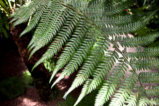 Lush Nephrolepis cordifolia at Munich Botanic Garden