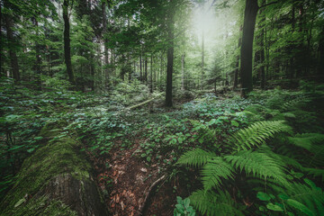 Ojcowski Park Narodowy - Dolina Prądnika - Jura © Radosław Dybała