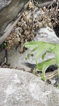 A monitor lizard in the wild. A wild monitor lizard in its natural habitat in Thailand