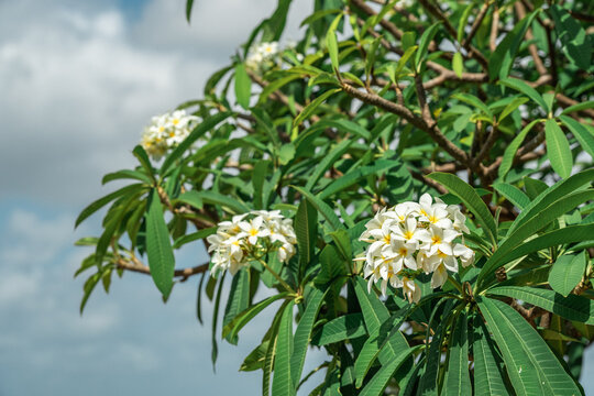 Blooms in a tree in Old San Juan Puerto Rico 