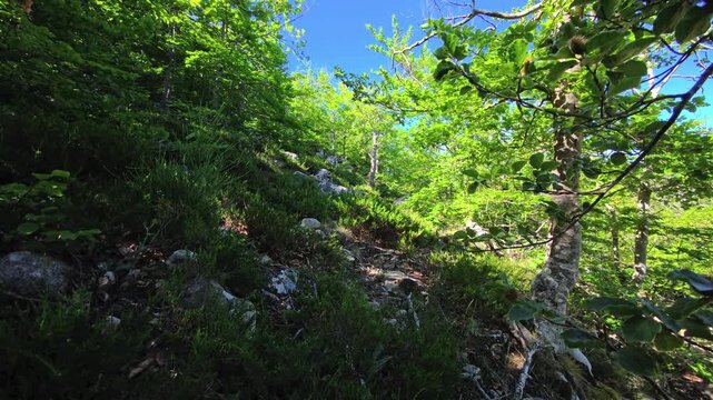 Rocky green hillside with shrubs and broadleaf trees under blue sky