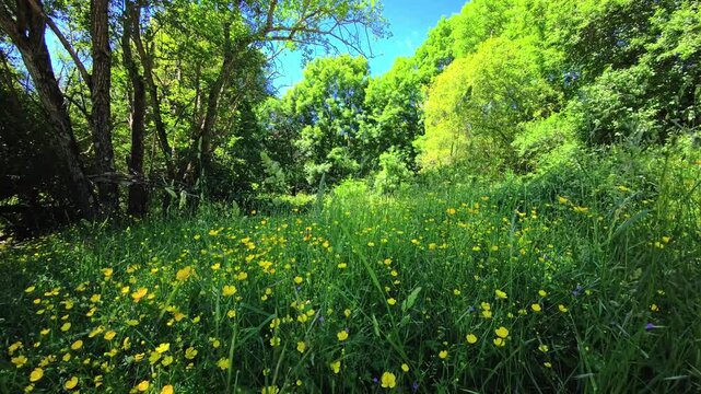 Yellow wildflower meadow beside bright green woodland edge