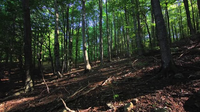 Shaded forest slope with exposed roots and tall trunks