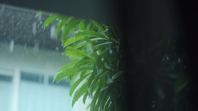 Heavy tropical rain pouring down on green tree leaves under house roof, monsoon rainstorm in summer, abstract natural background of rainy season, stay home and climate change concept