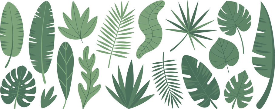 Assorted green tropical leaves on a white background  tropical leaves, jungle foliage