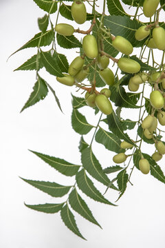 Neem