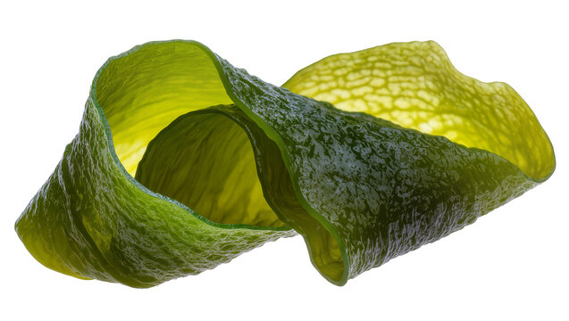 Green kelp seaweed ribbon twisted into abstract shape, isolated on transparent background