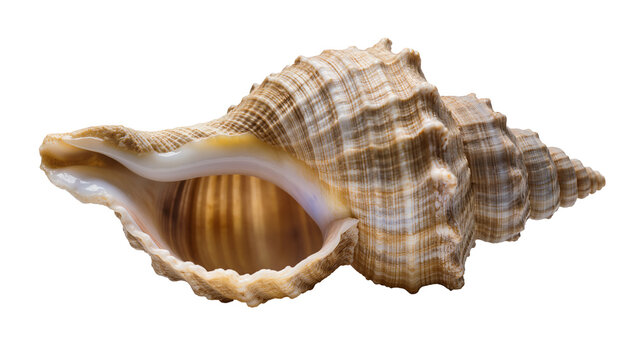 Detailed spiral seashell with textured ridges, isolated on transparent background