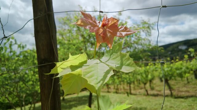 A close-up shot of vibrant maple leaves growing through a wire fence
