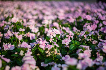 Obraz premium Close-up of pink periwinkle flowers in a garden.