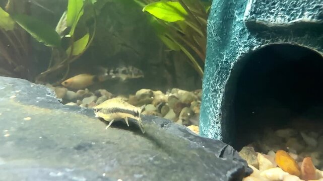 Small Algae-Eating Catfish Feeding on a Rock in Aquarium