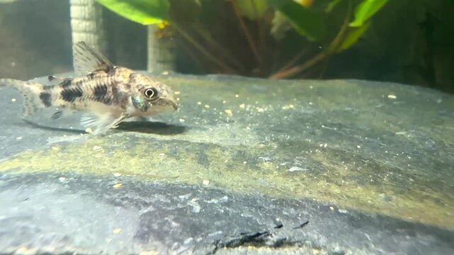 Small Algae-Eating Catfish Feeding on a Rock in Aquarium