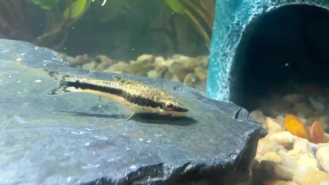 Small Algae-Eating Catfish Feeding on a Rock in Aquarium