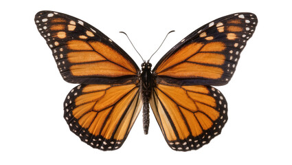 Monarch butterfly with orange black and white patterned wings, isolated on transparent background © Aliona