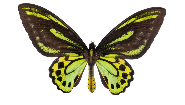Exotic male birdwing butterfly with vibrant green and yellow markings, isolated on transparent background