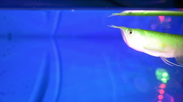Silver Arowana Swimming Near Surface in Blue Aquarium