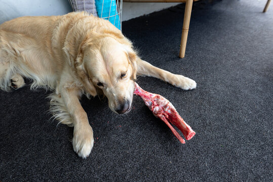 Golden retriever dog chewing raw meat bone on carpet