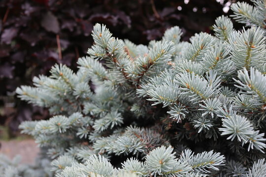 Dense Blue Spruce Branches with Silver Needles Against Dark Foliage
