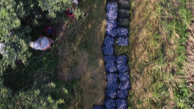 Aerial top down view of farmers harvesting ripe purple plums from green trees in a sunny orchard with rows of crates filled with freshly picked fruits on ground.

