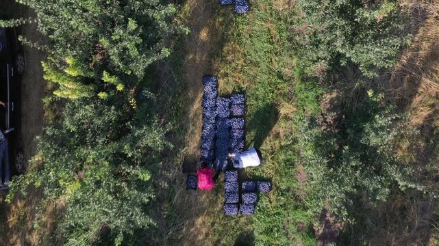 Aerial top down view of farmers harvesting ripe purple plums from green trees in a sunny orchard with rows of crates filled with freshly picked fruits on ground.


