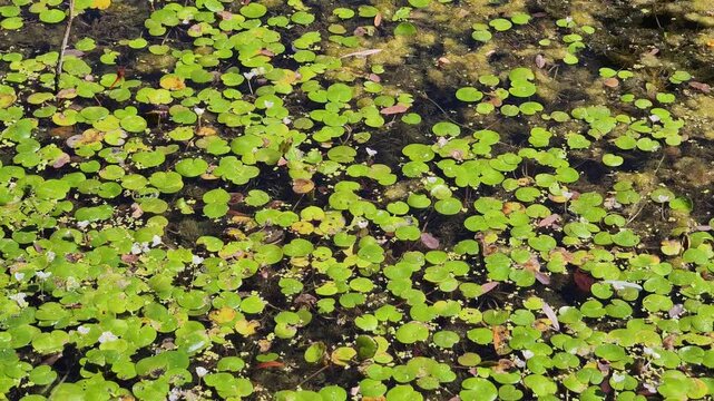 Macro top-down view of a pond surface densely covered with small round green leaves of European frogbit. The dark water and floating algae create a detailed aquatic texture.