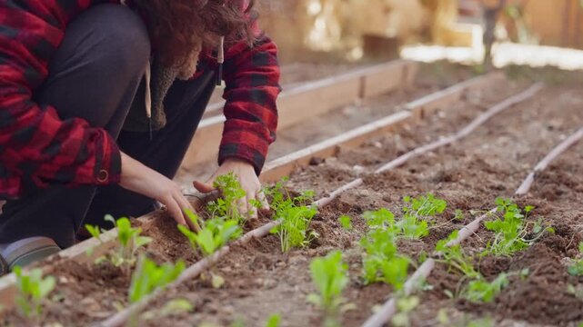 Young woman tending her new organic vegetable garden. Gardener plants seedlings in a soil bed. Hands gently place young greens into prepared rows in sustainable lifestyle. Home garden in backyard