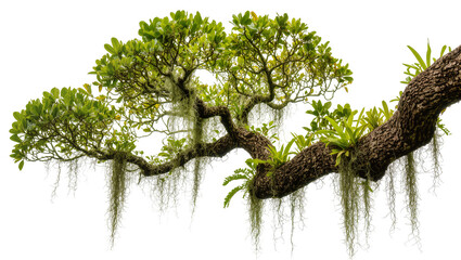 Fototapeta premium Thick tree branch with lush green leaves and hanging moss, isolated on transparent background