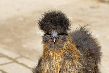 Fototapeta premium Bird with fluffy feathers stands on the ground