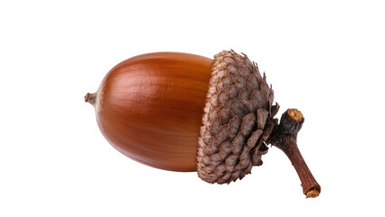 Brown acorn with textured cap and stem, isolated on transparent background © Aliona