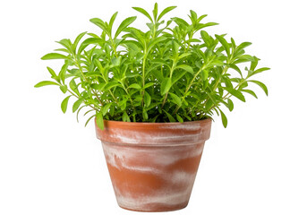 Fototapeta premium Fresh green potted herb plant on a terracotta pot isolated on transparent background
