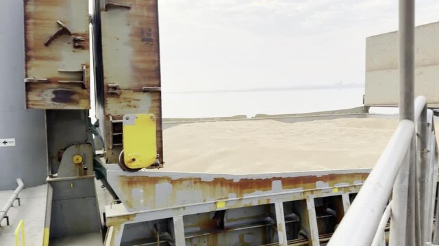 bulk carrier ship wheat loaded. cargo hold full. hatch covers opened.