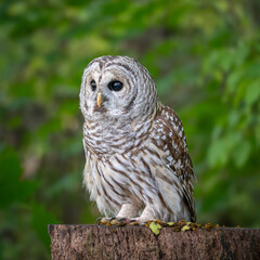 Fototapeta premium Barred Owl Perched in Autumn