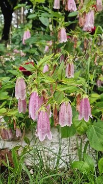Delicate pink spotted bellflowers (Campanula punctata), covered in fresh raindrops, hang from green stems in a lush garden. Closeup revealing clusters of the bell-shaped blossoms amidst green leaves
