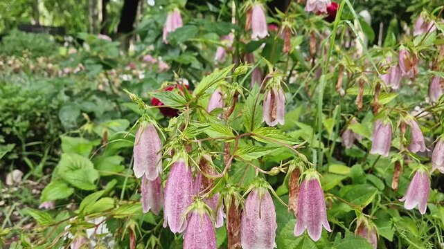 Delicate pink spotted bellflowers (Campanula punctata), covered in fresh raindrops, hang from green stems in a lush garden. Closeup revealing clusters of the bell-shaped blossoms amidst green leaves
