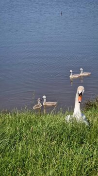 A graceful swan steps out of the lake water onto the bank, moving defensively to protect her little grey cygnets swimming nearby. Vigilant mother defense firmly shielding her vulnerable babies
