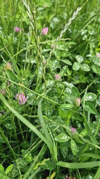 Vibrant pink red clover blossoms and green trefoil leaves are covered in glistening raindrops. A wild, overgrown summer meadow teeming with tall blades of grass glistening under natural daylight