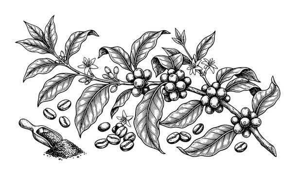 Vintage Coffee Branch Illustration Featuring Hand Drawn Coffee Beans Leaves and Botanical Elements