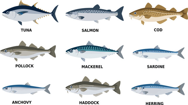 Sea Fish Species Collection