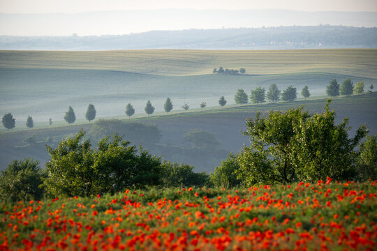 Blooming red poppies and rolling fields in a misty spring landscape
