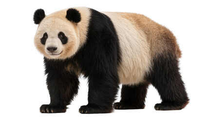 Fluffy giant panda bear with black and white fur, isolated on transparent background © Constantin