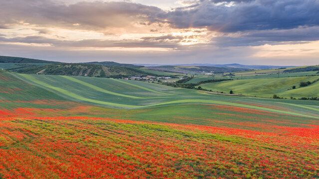 Scenic sunrise over rolling hills of South Moravia with a vibrant wild poppy field