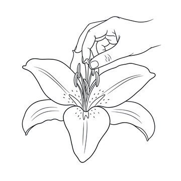 Hand removing anthers from lily flower line art