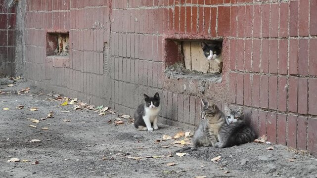Panning shot reveals a colony of stray cats and kittens living in a neglected urban yard. The homeless animals are sitting on the dirt ground next to the foundation of an old building.
