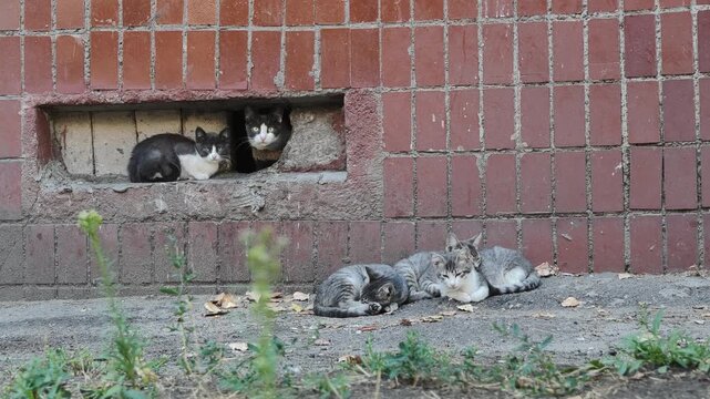 A family of stray cats rests by a weathered brick wall with green weeds in the foreground. Two cats are sheltered in a wall opening while three kittens sleep together on dusty ground.
