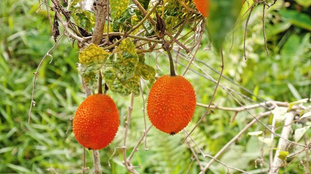 Gac fruit hanging on vine in tropical garden, Momordica cochinchinensis growing in natural environment, exotic orange fruit agriculture background, healthy superfood plant in Southeast Asia.