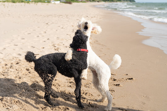 Black and White Standard Poodles Playing on Lake Michigan Beach