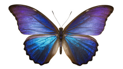 Iridescent blue and purple morpho butterfly wings, isolated on transparent background © Maria