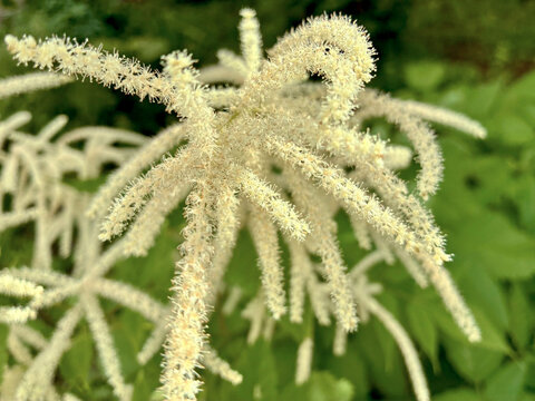 Fluffy aruncus dioicus branch close up in summer garden for botany blog background and floral wallpaper template featuring cream white palette